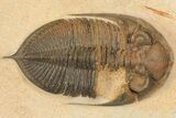 Bargain, Zlichovaspis Trilobite - Lghaft, Morocco #100387-2